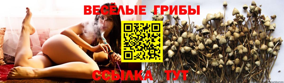 Ишимбай  Псилоцибиновые грибы MAGIC MUSHROOMS  Вход с VPN 